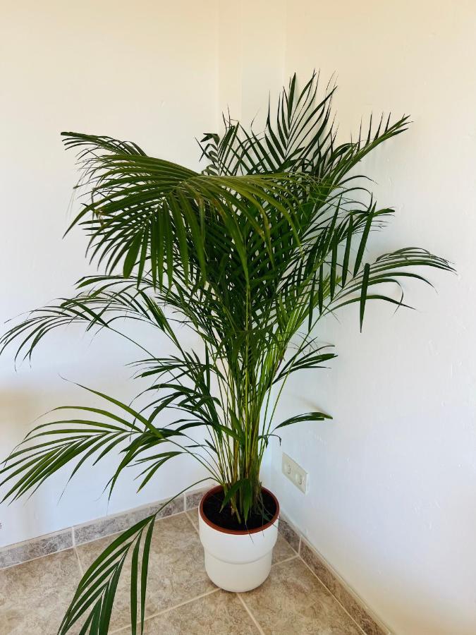A 20m De La Playa Apartament